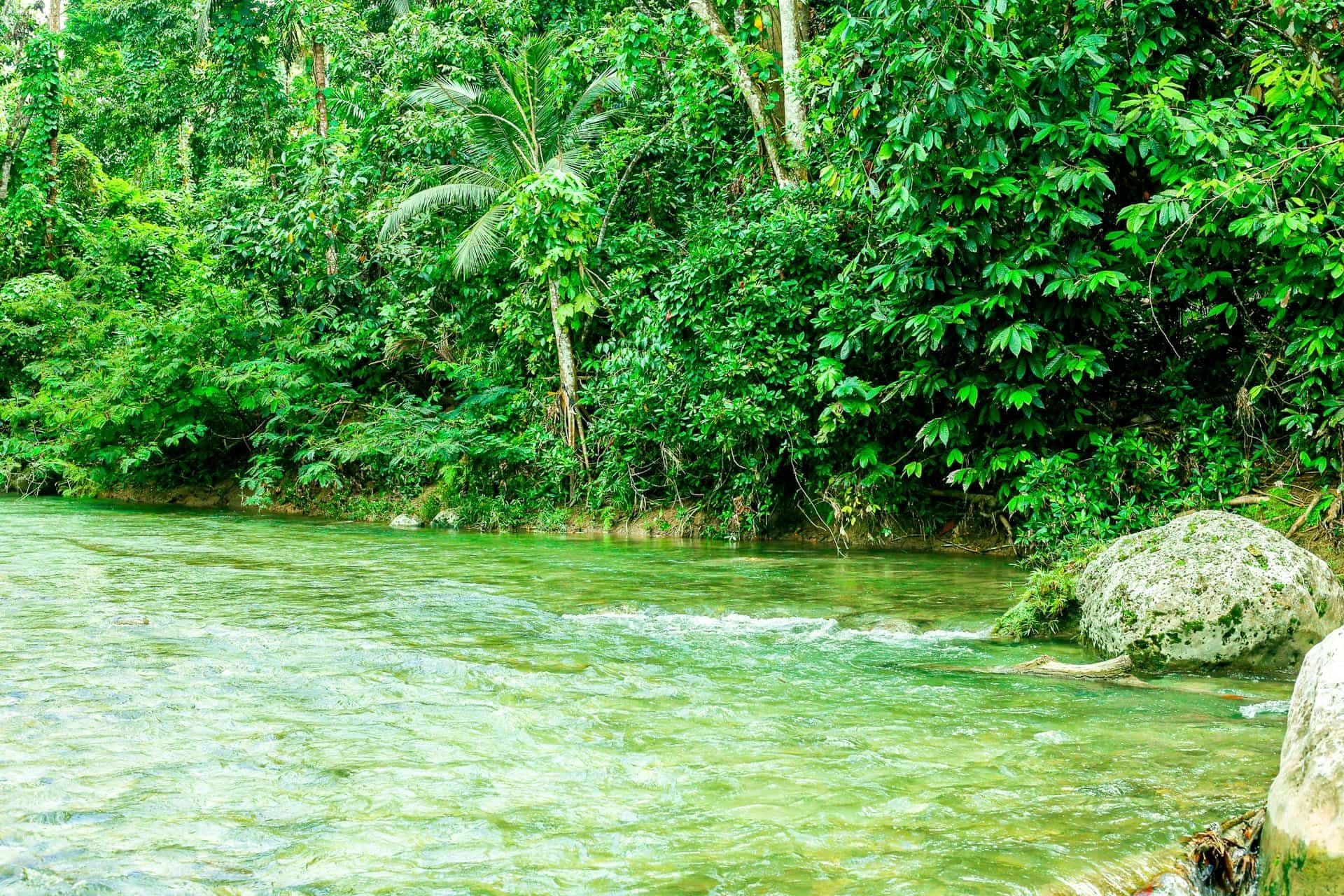 Jamaican riverside